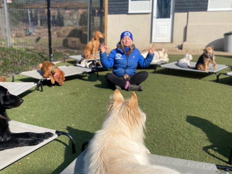 Canine Karma The Dog Behaviour Experts Complete Dog Care