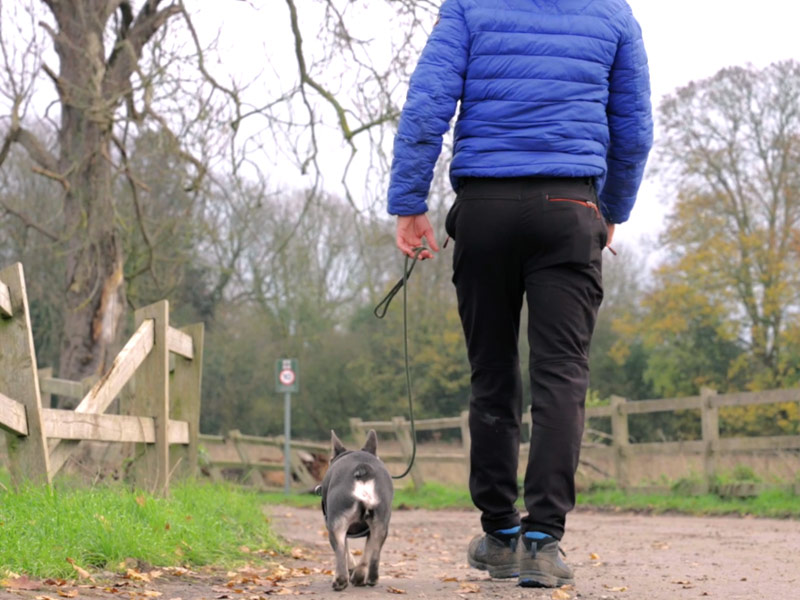 Dog Training The Dog Behaviour Experts Canine Karma